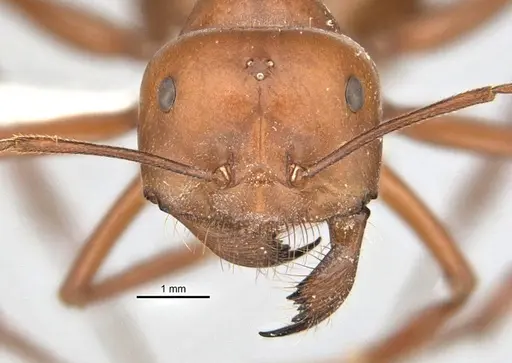 Melophorus bagoti specimen ANIC32-900070-2 image anic32-900070-2_2