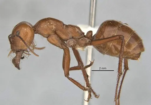 Melophorus bagoti specimen ANIC32-900070-2 image anic32-900070-2_3