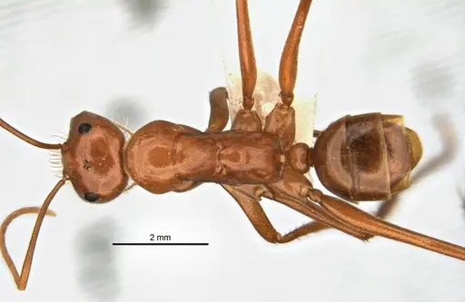 Melophorus bagoti specimen ANIC32-900190-1 image anic32-900190-1_1