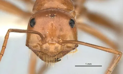 Melophorus bagoti specimen ANIC32-900190-1 image anic32-900190-1_2