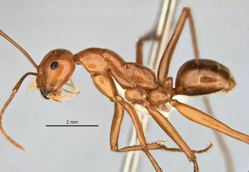 Melophorus bagoti specimen ANIC32-900190-1 image anic32-900190-1_3
