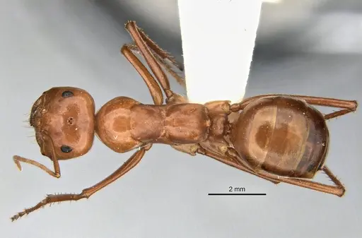 Melophorus bagoti specimen ANIC32-900190-2 image anic32-900190-2_1