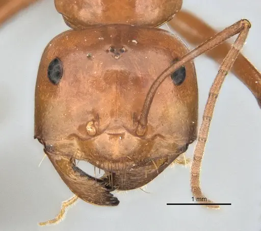 Melophorus bagoti specimen ANIC32-900190-2 image anic32-900190-2_2