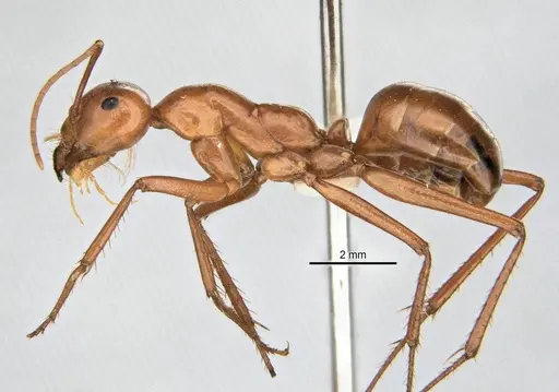Melophorus bagoti specimen ANIC32-900190-2 image anic32-900190-2_3
