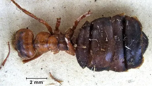 Melophorus bagoti specimen ANTWEB1038561 image antweb1038561_1