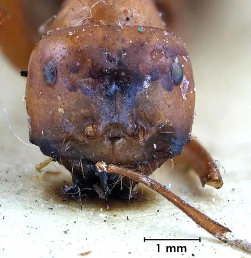 Melophorus bagoti specimen ANTWEB1038561 image antweb1038561_2