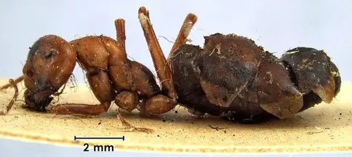 Melophorus bagoti specimen ANTWEB1038561 image antweb1038561_3