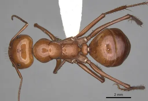 Melophorus bagoti specimen CASENT0280499 image casent0280499_1