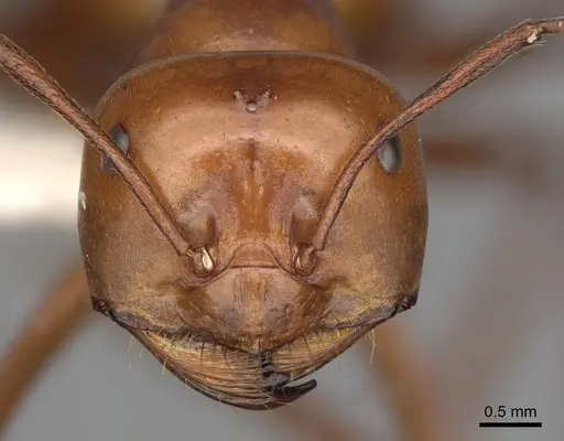 Melophorus bagoti specimen CASENT0280499 image casent0280499_2