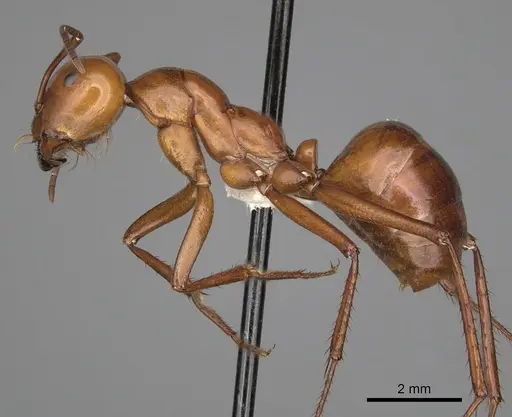 Melophorus bagoti specimen CASENT0280499 image casent0280499_3