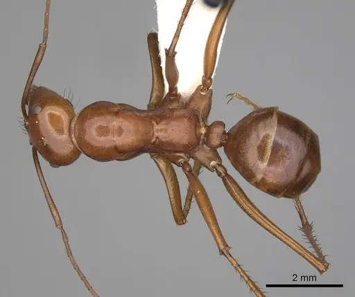 Melophorus bagoti specimen CASENT0280500 image casent0280500_1