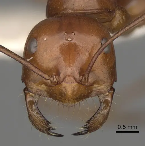 Melophorus bagoti specimen CASENT0280500 image casent0280500_2