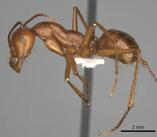 Melophorus bagoti specimen CASENT0280500 image casent0280500_3