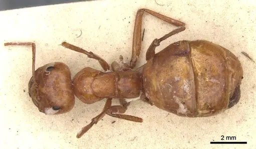 Melophorus bagoti specimen CASENT0903260 image casent0903260_1