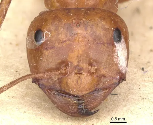 Melophorus bagoti specimen CASENT0903260 image casent0903260_2