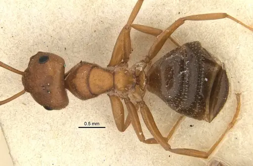 Melophorus barbellulatus specimen ANIC32-900080-1 image anic32-900080-1_1