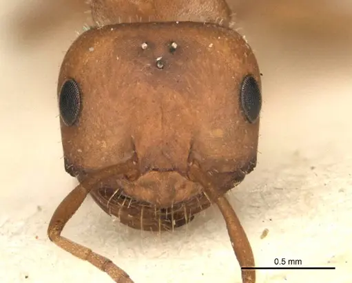 Melophorus barbellulatus specimen ANIC32-900080-1 image anic32-900080-1_2