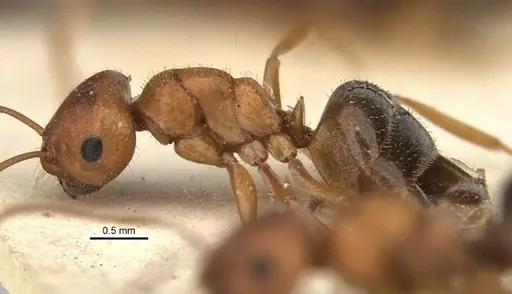 Melophorus barbellulatus specimen ANIC32-900080-1 image anic32-900080-1_3