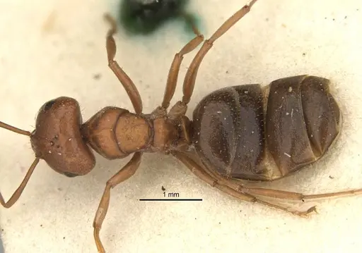 Melophorus barbellulatus specimen ANIC32-900080-2 image anic32-900080-2_1