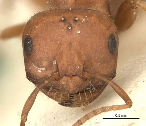 Melophorus barbellulatus specimen ANIC32-900080-2 image anic32-900080-2_2
