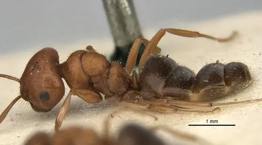 Melophorus barbellulatus specimen ANIC32-900080-2 image anic32-900080-2_3