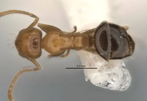 Melophorus biroi specimen ANIC32-900113-1 image anic32-900113-1_1