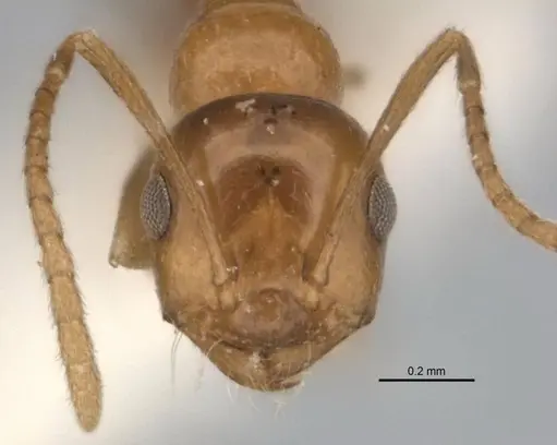 Melophorus biroi specimen ANIC32-900113-1 image anic32-900113-1_2