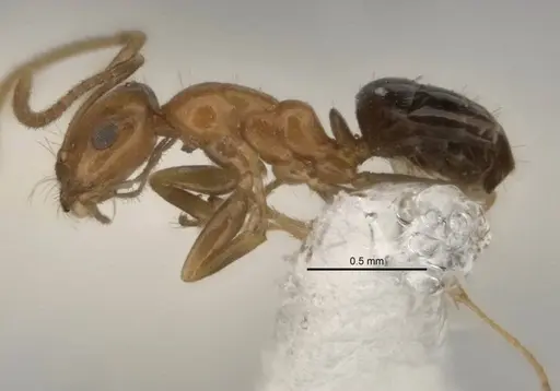 Melophorus biroi specimen ANIC32-900113-1 image anic32-900113-1_3