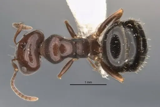 Melophorus biroi specimen ANIC32-900113-2 image anic32-900113-2_1