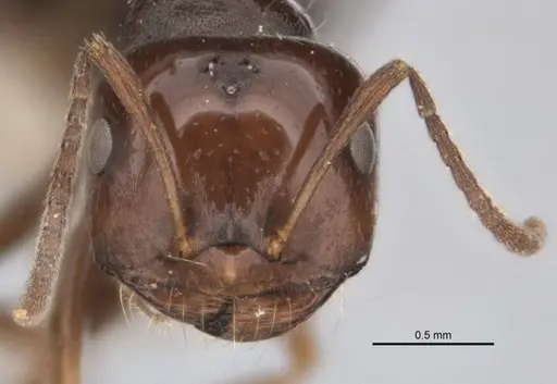 Melophorus biroi specimen ANIC32-900113-2 image anic32-900113-2_2