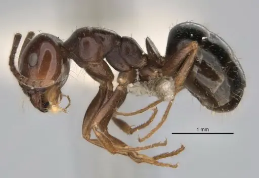 Melophorus biroi specimen ANIC32-900113-2 image anic32-900113-2_3