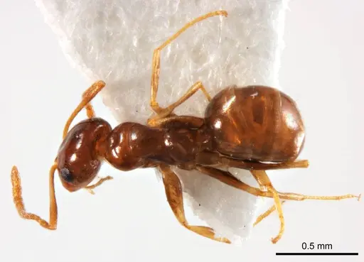 Melophorus biroi specimen ANTWEB1008661 image antweb1008661_1