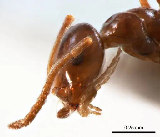 Melophorus biroi specimen ANTWEB1008661 image antweb1008661_3