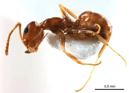 Melophorus biroi specimen ANTWEB1008661 image antweb1008661_4