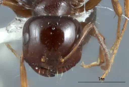Melophorus biroi specimen ANTWEB1008998 image antweb1008998_2