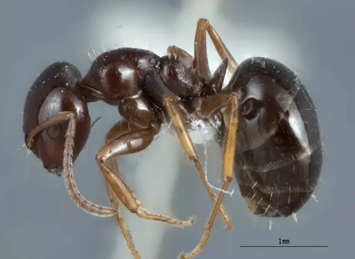 Melophorus biroi specimen ANTWEB1008998 image antweb1008998_3