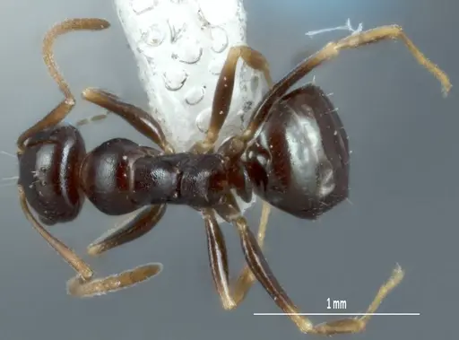 Melophorus biroi specimen ANTWEB1008999 image antweb1008999_1