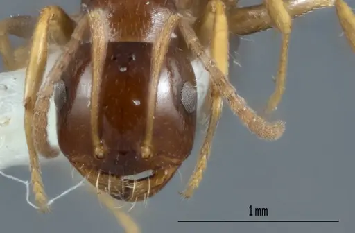 Melophorus biroi specimen ANTWEB1008999 image antweb1008999_2