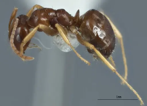 Melophorus biroi specimen ANTWEB1008999 image antweb1008999_3