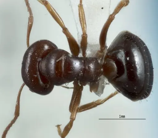 Melophorus biroi specimen ANTWEB1041108 image antweb1041108_1