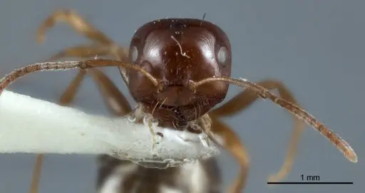 Melophorus biroi specimen ANTWEB1041108 image antweb1041108_2
