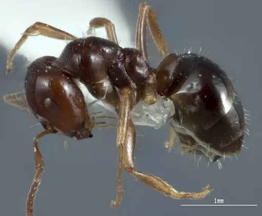 Melophorus biroi specimen ANTWEB1041108 image antweb1041108_3
