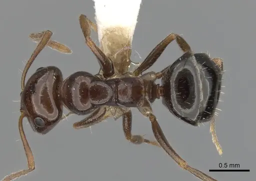 Melophorus biroi specimen CASENT0280486 image casent0280486_1