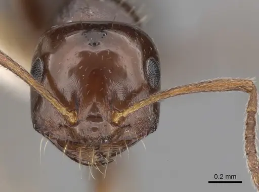 Melophorus biroi specimen CASENT0280486 image casent0280486_2