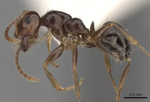 Melophorus biroi specimen CASENT0280486 image casent0280486_3