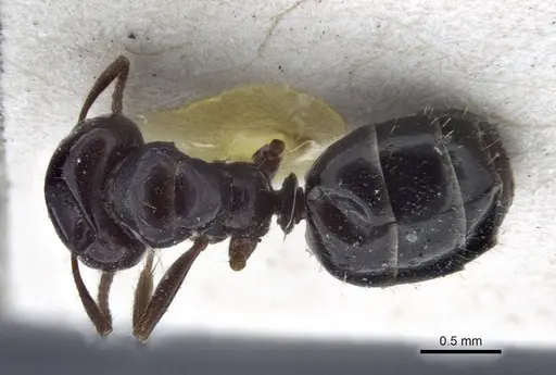 Melophorus biroi specimen CASENT0916668 image casent0916668_1