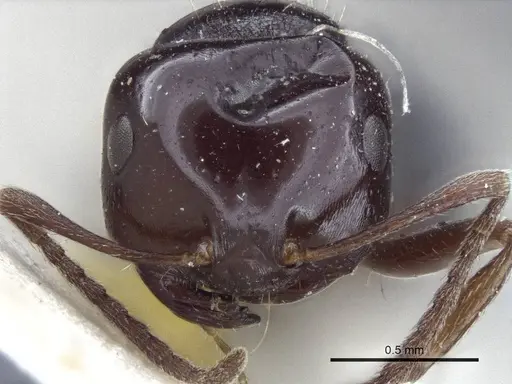 Melophorus biroi specimen CASENT0916668 image casent0916668_2