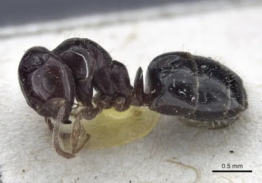 Melophorus biroi specimen CASENT0916668 image casent0916668_3