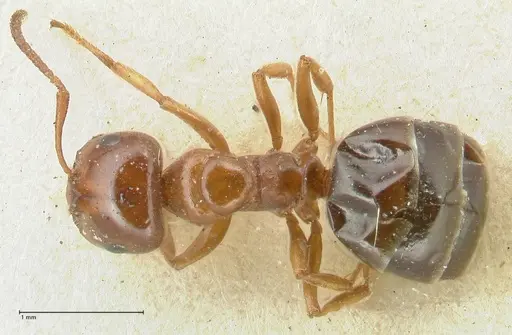 Melophorus biroi specimen FOCOL2211 image focol2211_1