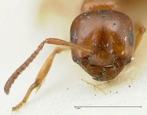 Melophorus biroi specimen FOCOL2211 image focol2211_2